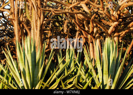 Sisal (Agave sisalana) im Anbau in der Nähe von Stacheligen Wald. Berenty, Süden Madagaskars. Stockfoto