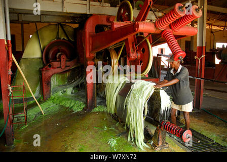 Sisal (Agave sisalana) Fasern in der Fabrik, für die Herstellung von Seil verwendet. Berenty, Süden Madagaskars. März 2005. Stockfoto