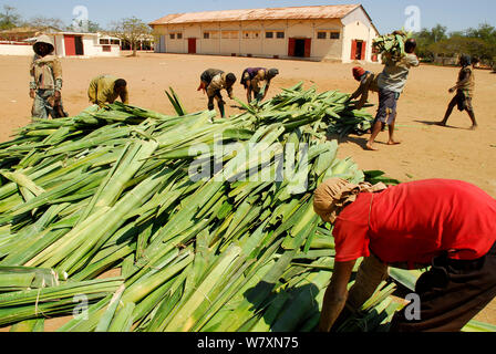 Arbeitnehmer mit Sisal (Agave sisalana) außerhalb der Fabrik, für die Herstellung von Seil verwendet. Berenty, Süden Madagaskars. März 2005. Stockfoto