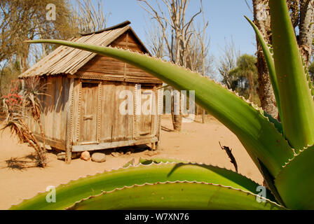 Sisal (Agave sisalana) in Anbau vor der Hütte. Berenty, Süden Madagaskars. Stockfoto