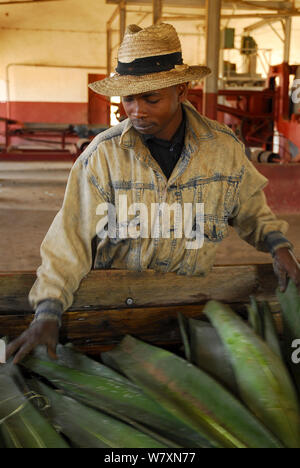 Arbeiter in der Fabrik mit cut Sisal (Agave sisalana) für die Herstellung von Seil verwendet. Berenty, Süden Madagaskars. März 2005. Stockfoto