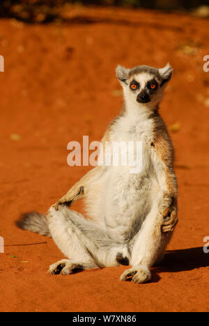 Ring-tailed Lemur (Lemur catta) sonnen. Berenty finden, Madagaskar. Gefährdete Arten. Stockfoto