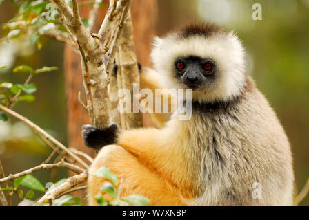 Diademed sifaka (Propithecus diadema) Portrait. Semi captive, private Reserve in der Nähe von Andasibe-Mantadia National Park. Endemisch auf Madagaskar, vom Aussterben bedrohten Arten. Stockfoto