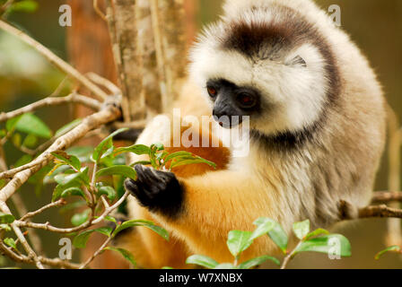 Diademed sifaka (Propithecus diadema) eingezogen. Semi captive, private Reserve in der Nähe von Andasibe-Mantadia National Park. Endemisch auf Madagaskar, vom Aussterben bedrohten Arten. Stockfoto