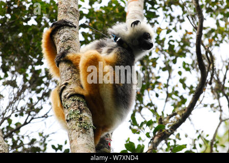 Diademed sifaka (Propithecus diadema) Tragen radio Kragen. Andasibe-Mantadia Nationalpark, Madagaskar. Kritisch gefährdeten Arten. Stockfoto