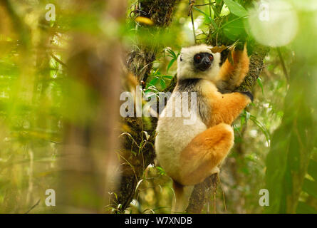 Diademed sifaka (Propithecus diadema) im Baum, Andasibe-Mantadia Nationalpark, Madagaskar. Kritisch gefährdeten Arten. Stockfoto