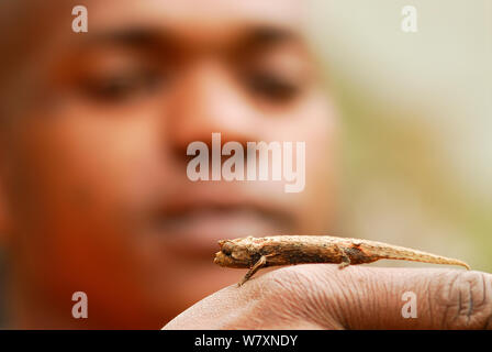 Stumpf tailed Chameleon (Brookesia thieli) am Finger, Andasibe-Mantadia Nationalpark, Madagaskar. Stockfoto