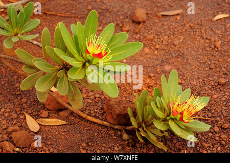 Pflanze (Xanthostemon Auriantalun) Parc Provincial De La Rivière Bleue / Blue River Provincial Park, Neu-Kaledonien. Endemisch. Stockfoto