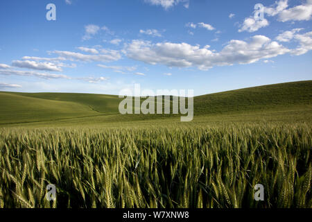 Weizen (Triticum sp) wächst auf Palouse Bauernhof, Whitman County, Washington, USA, Juni. Stockfoto