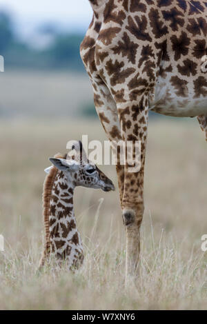 Baby Masai Giraffe (Giraffa Camelopardalis tippelskirchi) in der Nähe von Mutter ruht, Masai-Mara Game Reserve, Kenia. Stockfoto