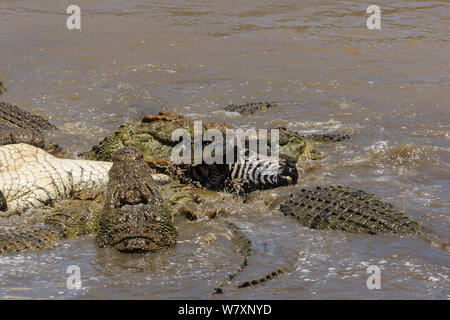 Hungernde Gruppe von Nil Krokodile (Crocodylus niloticus) Fütterung auf Zebras (Equus quagga) Masai-Mara Game Reserve, Kenia. Stockfoto