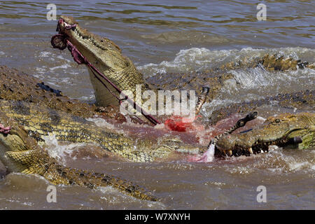 Hungernde Gruppe von Nil Krokodile (Crocodylus niloticus) Fütterung auf Zebra, Masai-Mara Game Reserve, Kenia. Stockfoto