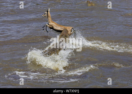 Nilkrokodil (Crocodylus niloticus) Longieren bei Thomson&#39;s Gazelle (Eudorcas Thomsonii) in Wasser, Mara Fluss, Masai-Mara Game Reserve, Kenia. Stockfoto