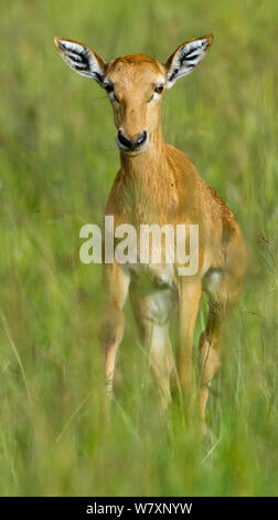 Neugeborene Topi (Damaliscus lunatus korrigum/Damaliscus) Porträt, Masai-Mara Game Reserve, Kenia. Stockfoto