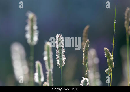 Detail der Gras Wiese Foxtail (alopecurus Geniculatus), Hinterleuchtung Stockfoto