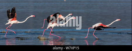 Flamingos (Phoenicopterus Roseus) vom Wasser, Nakuru, Kenia. Stockfoto
