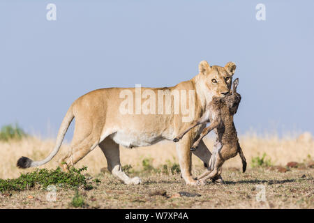 Löwin (Panthera leo) mit Neugeborenen Gnus (connochaetes Taurinus) Beute, Masai-Mara Game Reserve, Kenia. Stockfoto