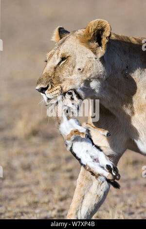 Löwin (Panthera leo) mit Live neugeborenen Thomson&#39;s Gazelle (Eudorcas Thomsonii) zu ihren Jungen, Masai-Mara Game Reserve, Kenia. Stockfoto