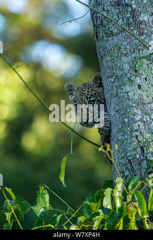 Junge Leopard (Panthera pardus) Blick hinter Baum, Masai-Mara Game Reserve, Kenia. Stockfoto