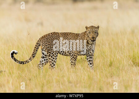 Leopard (Panthera pardus) männlich stehend in Gras, Masai-Mara Game Reserve, Kenia. Stockfoto