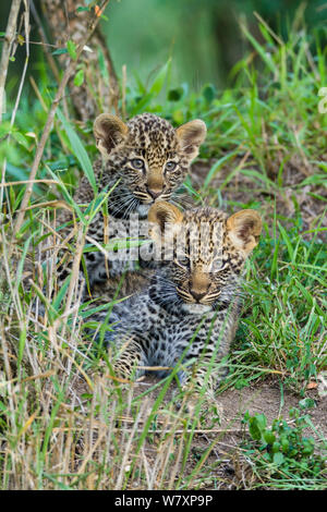 Leopard (Panthera pardus) Jungen im Alter von 2 Monaten, Masai-Mara Game Reserve, Kenia. Stockfoto