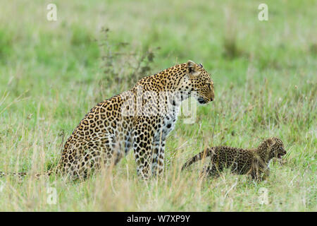 Leopard (Panthera pardus) Weibchen mit Jungtier im Alter von 1 Monat, Masai-Mara Game Reserve, Kenia. Stockfoto