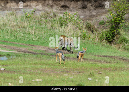 Leopard (Panthera pardus) weibliche Durchführung cub, durch Schwarze-gestützten schakale (Canis mesomelas) Masai-Mara Game Reserve, Kenia. Stockfoto
