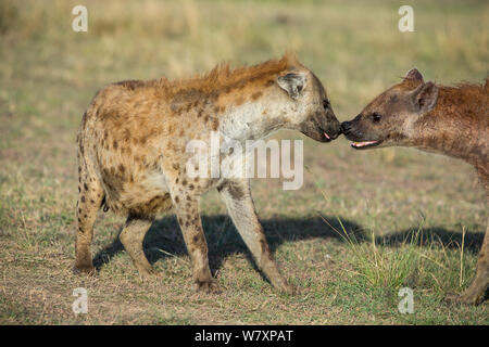 Tüpfelhyäne (Crocuta crocuta) Weibchen Begrüßung in den Ort, Masai-Mara Game Reserve, Kenia. Stockfoto