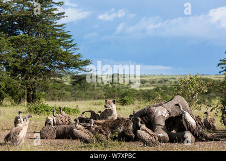 Tüpfelhyänen (Crocuta crocuta) und Weiß-backed Geier (Tylose in Africanus) Elefant (Loxodonta africana) Karkasse, Masai-Mara Game Reserve, Kenia. Stockfoto