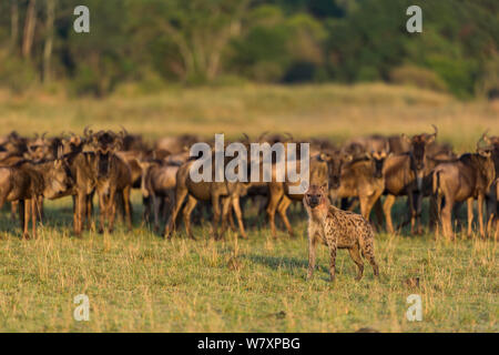 Tüpfelhyäne (Crocuta crocuta) stand vor einer Herde von Gnus (connochaetes Taurinus), Masai-Mara Game Reserve, Kenia. Stockfoto