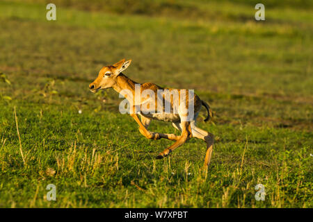 Neugeborene Topi (Damaliscus lunatus korrigum/Damaliscus) Kalb, Masai-Mara Game Reserve, Kenia. Stockfoto