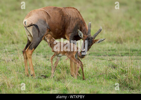 Topi (Damaliscus lunatus korrigum/Damaliscus) Mutter mit neugeborenen Kalb, Masai-Mara Game Reserve, Kenia. Stockfoto