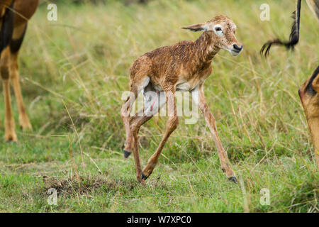 Neugeborene Topi (Damaliscus lunatus korrigum/Damaliscus) Kalb bis auf die Füße, Masai-Mara Game Reserve, Kenia. Stockfoto