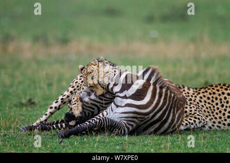 Zwei männliche Geparden (Acinonyx jubatus) Tötung Zebras (Equus quagga), Masai-Mara Game Reserve, Kenia. Stockfoto