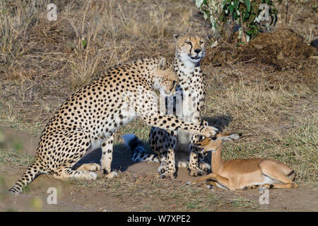 Zwei männliche Geparden (Acinonyx jubatus) Spielen mit Baby Impala (Aepyceros melampus) Beute, Masai-Mara Game Reserve, Kenia. Stockfoto