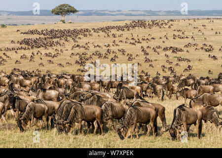 Gnus (connochaetes Taurinus) Herde Migration Masai-Mara Game Reserve, Kenia. Stockfoto