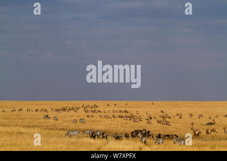 Gemischte Herde von Gnus (connochaetes Taurinus) und Zebras (Equus quagga) und Topi (Damaliscus lunatus) Migration über Savanne, Masai-Mara Game Reserve, Kenia. Stockfoto