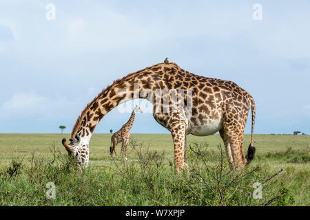 Masai Giraffen (Giraffa Camelopardalis tippelskirchi) eine Fütterung mit einer anderen sichtbaren Jenseits, Masai-Mara Game Reserve, Kenia. Stockfoto