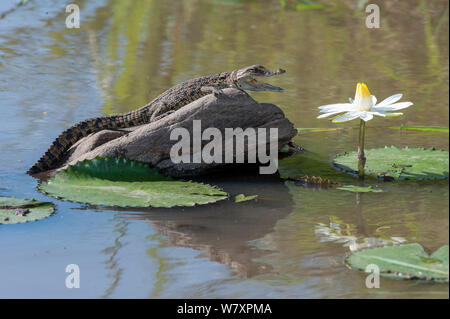 Junge Nilkrokodil (Crocodylus niloticus) auf Rock, Rongai Fluss, Masai-Mara Game Reserve, Kenia. Stockfoto