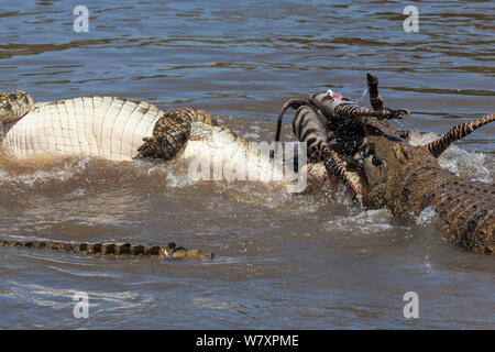 Nil Krokodile (Crocodylus niloticus) hungernde Gruppe Fütterung auf Zebra, Masai-Mara Game Reserve, Kenia. Stockfoto