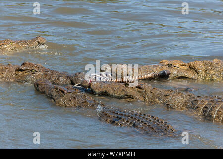 Nil Krokodile (Crocodylus niloticus) hungernde Gruppe Fütterung auf Zebra, Masai-Mara Game Reserve, Kenia. Stockfoto