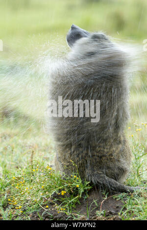 Olive baboon (papio Anubis) männliche Wasser schüttelte nach Regen, Nakuru, Kenia. Stockfoto