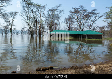 Gelb-Fieber Akazien (Acacia xanthophloea) und Gebäude überflutet von Lake Nakuru, Nakuru National Park, August 2013. Stockfoto
