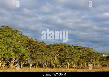 Gelb-Fieber Akazien (Acacia xanthophloea) bei bewölktem Himmel. Nakuru, Kenia, Oktober 2009. Stockfoto