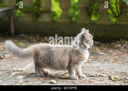 Sibirische Waldkatze (Felis catus), grau, Ingwer und weißer Kitten weiblich, Alter 7 Monate, im Garten, Clifton, Bristol, Großbritannien, Stockfoto