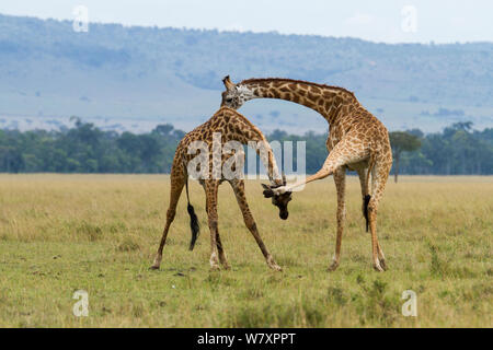 Zwei männlichen Masai Giraffen (Giraffa Camelopardalis tippelskirchi) kämpfen, Masai-Mara Game Reserve, Kenia. Stockfoto