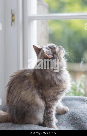 Sibirische Waldkatze (Felis catus), grau, Ingwer und weißer Kitten weiblich, Alter 7 Monate, im Innenbereich aus Fenster suchen, Stockfoto