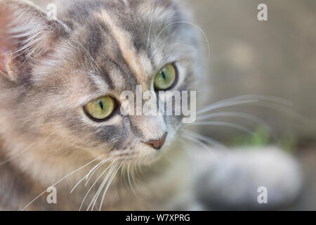 Sibirische Waldkatze (Felis catus), grau, Ingwer und weißer Kitten weiblich, Alter 7 Monate, Porträt, Clifton, Bristol, Großbritannien Stockfoto