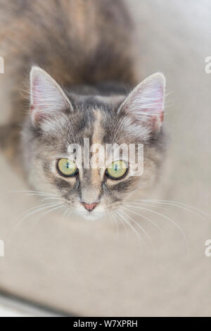 Sibirische Waldkatze (Felis catus), grau, Ingwer und weißer Kitten weiblich, Alter 7 Monate, bis suchen, Großbritannien. Stockfoto