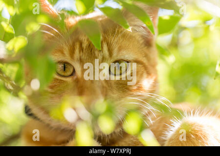 Hauskatze (Felis catus), ginger Kitten männlich Alter 7 - 8 Monate, Leiter portrait versteckt in der Vegetation, Clifton, Bristol, Großbritannien Stockfoto